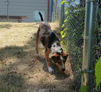 A dog with a black, brown, and white coat is sniffing the ground near a chain-link fence in a grassy area.