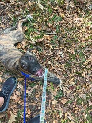 Janice, Mixed Breed, adult, available for adoption