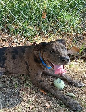 Harold, Catahoula Leopard Dog, young, available for adoption