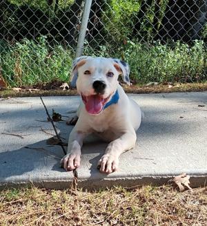 Judge, Pit Bull Terrier, puppy, available for adoption