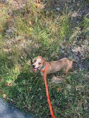 A small dog with a brown and white coat standing on grass, wearing an orange leash.