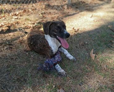 A brown and white dog lying on the ground with its tongue out, surrounded by dry grass and leaves.