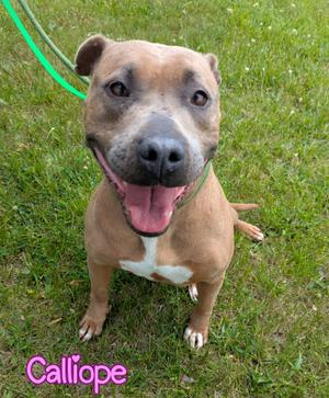 Calliope, Pit Bull Terrier, adult, available for adoption