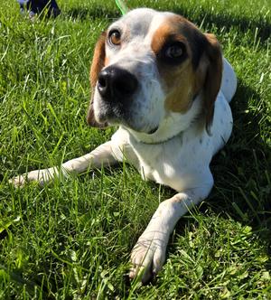 Butters, Beagle, adult, available for adoption