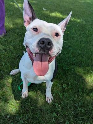 Daphne, Pit Bull Terrier, adult, available for adoption