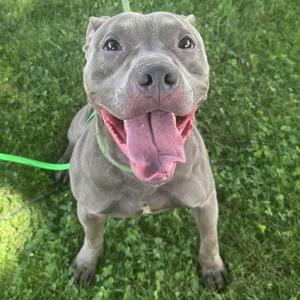 A happy gray pit bull-type dog standing in green grass with its tongue out.