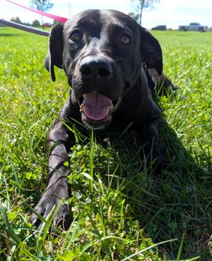 Annette, Labrador Retriever, adult, available for adoption