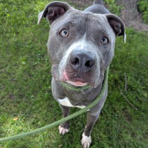 A grey and white pit bull-type dog with a green leash standing in a grassy area, looking directly at the camera.