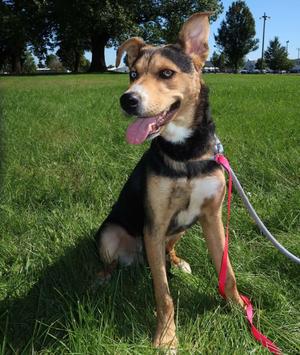 Carver, Hound, young, available for adoption