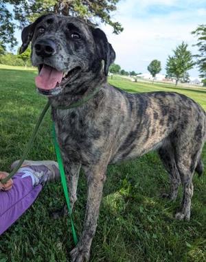 Bloom, Catahoula Leopard Dog, adult, available for adoption