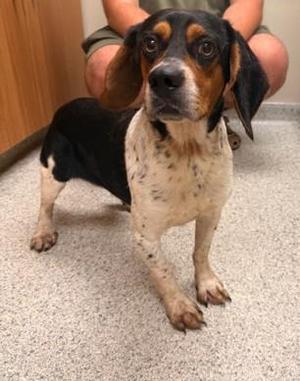 Bashful, Beagle / Basset Hound, adult, available for adoption