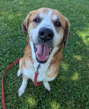 Artie, Saint Bernard / Hound, senior, available for adoption