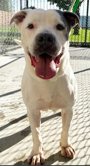 Banner, American Bulldog / Pit Bull Terrier, senior, available for adoption