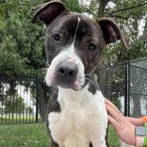 Cricket, Pit Bull Terrier, young, available for adoption