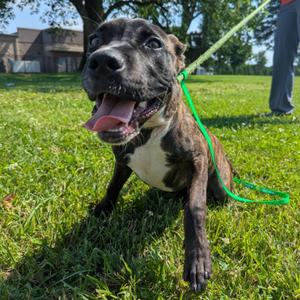 Darwin, Pit Bull Terrier, young, available for adoption
