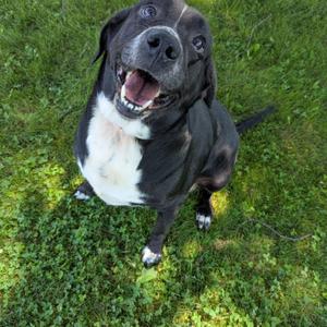 Bonzo, Black Labrador Retriever, senior, available for adoption