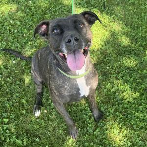 Cookie, Pit Bull Terrier, adult, available for adoption