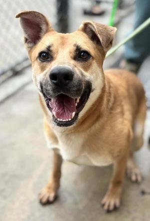 Chip, Carolina Dog, adult, available for adoption