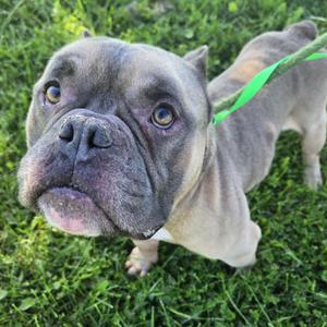 Bullfrog, American Bully, adult, available for adoption