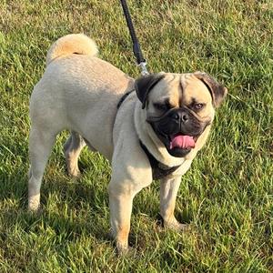 Mike Tyson, Pug, adult, available for adoption