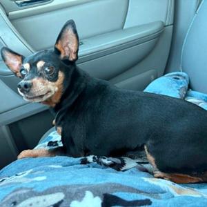 Lulu, Pinscher, Miniature, senior, available for adoption