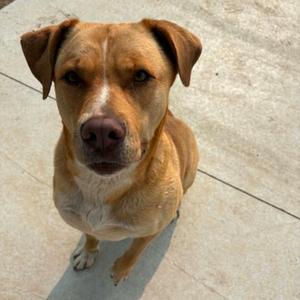 Molly D26-018, Retriever, Labrador, adult, available for adoption