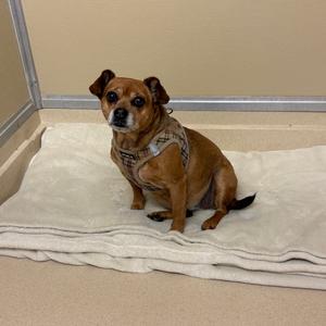 A small brown dog wearing a harness sitting on a white blanket.