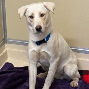 Dylan D25-036, Retriever, Labrador, adult, available for adoption