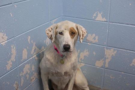 Poppy, Australian Shepherd / Labrador Retriever, adult, available for adoption