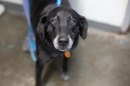 Bethany (Bethy), Black Labrador Retriever, adult, available for adoption