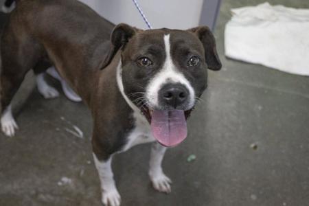 Mercy (Mallory), Pit Bull Terrier, adult, available for adoption