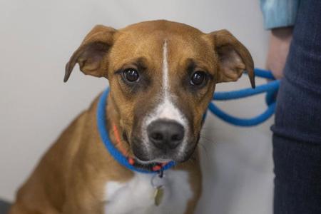 Caleb (Captain), Black Mouth Cur / Boxer, young, available for adoption