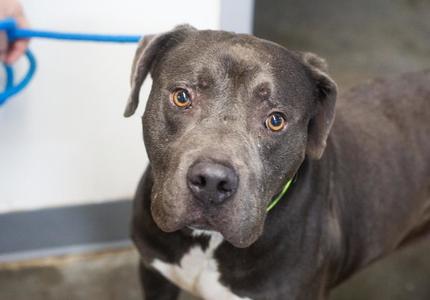 Hulk, Pit Bull Terrier, adult, available for adoption