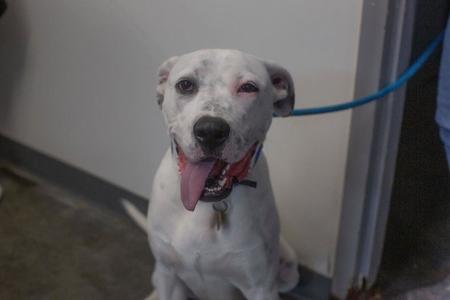 Queso, Dalmatian / Pit Bull Terrier, young, available for adoption
