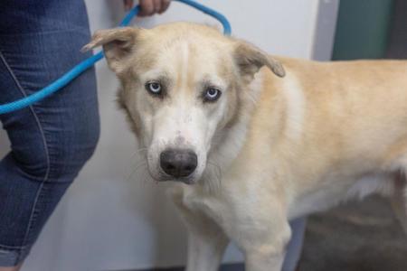 A light-colored dog with blue eyes standing next to a person wearing jeans and holding a blue leash.