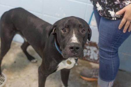 Wilson, Great Dane / Pit Bull Terrier, young, available for adoption