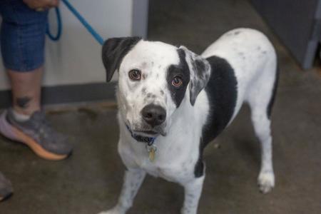 Desi, Border Collie, young, available for adoption