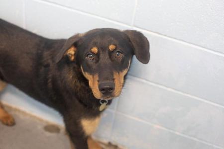 Brody, Shepherd, young, available for adoption