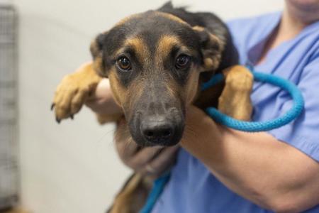 Cherry, Australian Shepherd / Shepherd, young, available for adoption