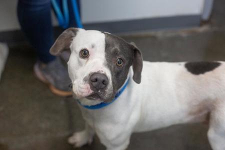 Bluey, Pit Bull Terrier, adult, available for adoption
