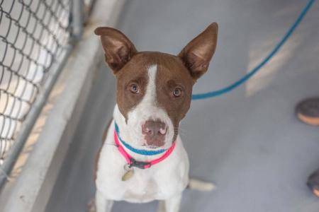 A brown and white dog with perked ears and a pink collar, looking up at the camera.
