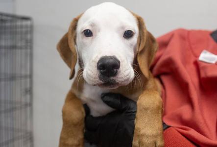 Hucklee, Corgi / Labrador Retriever, puppy, available for adoption