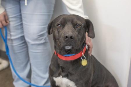 Capone, Pit Bull Terrier / Labrador Retriever, adult, available for adoption