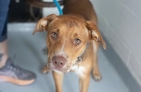A brown dog with floppy ears and a blue collar, looking up at the camera.