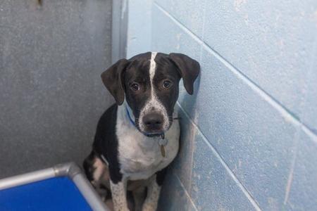 Derek, Australian Cattle Dog/Blue Heeler / Border Collie, young, available for adoption
