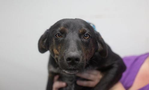 Honey Bun, Labrador Retriever / Red Heeler, young, available for adoption