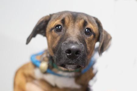 Bandit, Black Mouth Cur, young, available for adoption