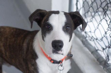 Benny, Pit Bull Terrier / Labrador Retriever, young, available for adoption
