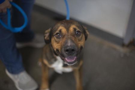 Colton (Colt), Terrier, adult, available for adoption