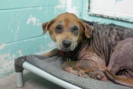 Spirit, Shepherd, senior, available for adoption
